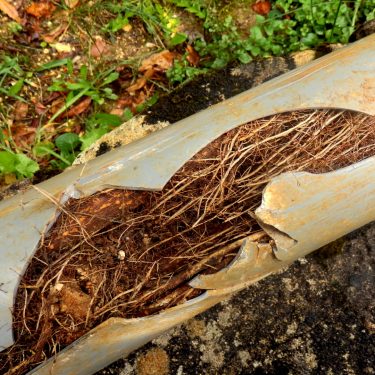 5 Signs of a Sewer Pipe Leak
